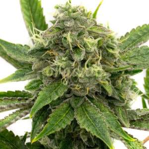 Afghan feminized marijuana seeds