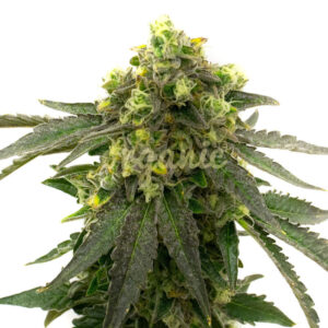 Afghan Kush feminized marijuana seeds