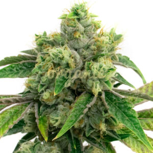 AK-47 Autoflower marijuana seeds