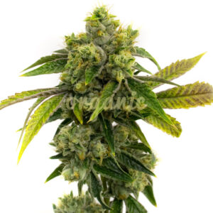 AK-47 Fast Version marijuana seeds