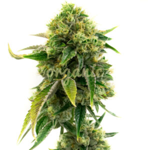 AK-47 feminized marijuana seeds