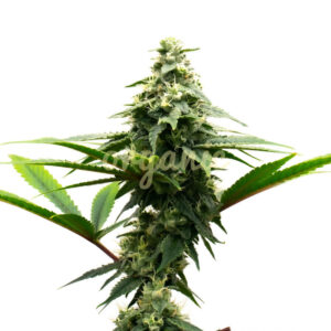 Alaskan Thunderfuck feminized marijuana seeds