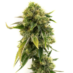 Alien Gorilla Glue feminized marijuana seeds