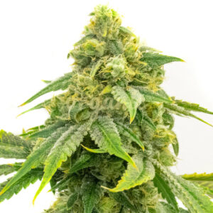 Alien OG feminized marijuana seeds