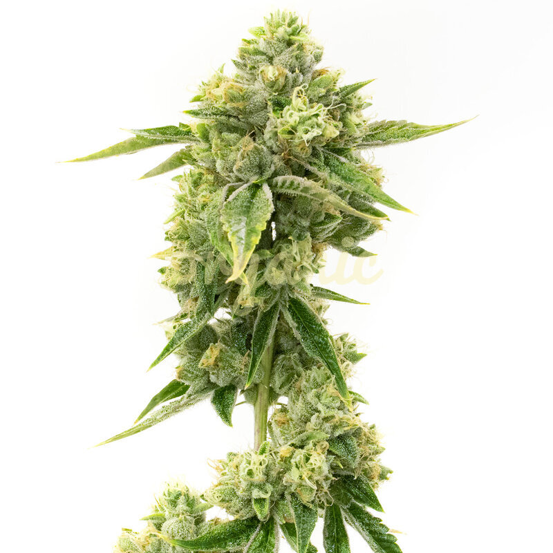 Amnesia Autoflower marijuana seeds