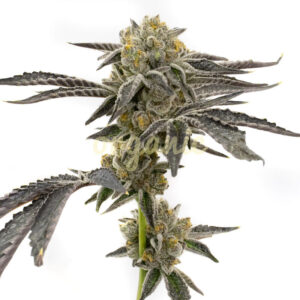 Amnesia Blue Head Band feminized marijuana seeds