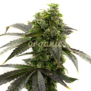 Amnesia Fast Version marijuana seeds