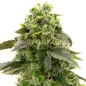 Amnesia Haze Autoflower marijuana seeds