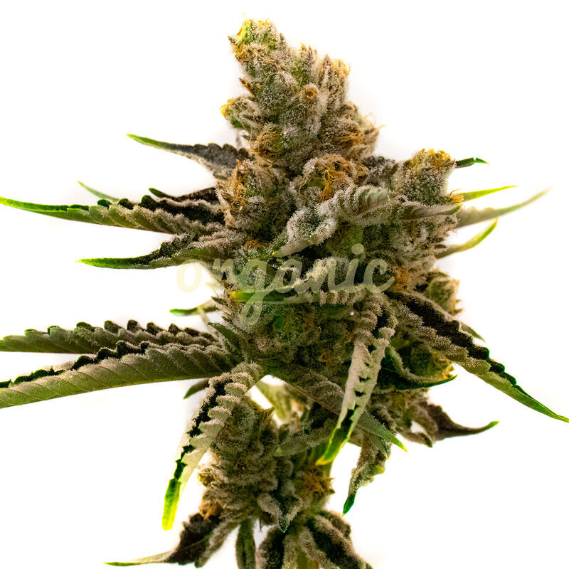 Amnesia Kush Autoflower marijuana seeds