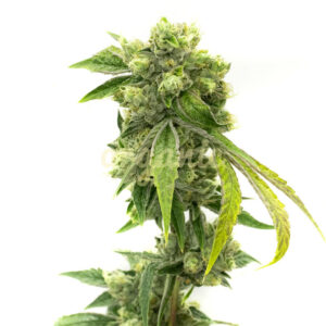 Amnesia Kush feminized marijuana seeds