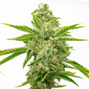 Amnesia Lemon Fast Version marijuana seeds