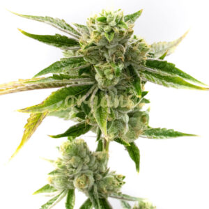 Amnesia Lemon feminized marijuana seeds