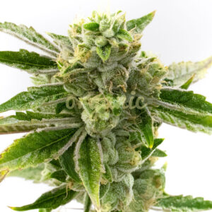 Amnesia Lemon regular marijuana seeds