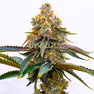 Amnesia Purple feminized marijuana seeds