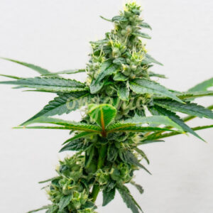 Apple Fritter feminized marijuana seeds