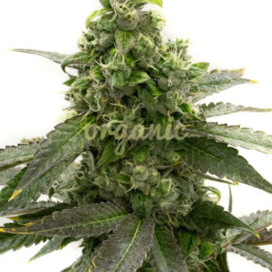 Badazz Cheese feminized marijuana seeds