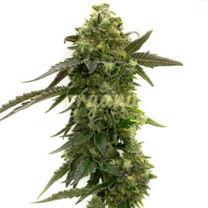 Badazz Rolex feminized marijuana seeds