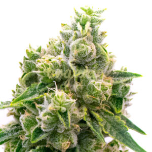 Baked Apple feminized marijuana seeds