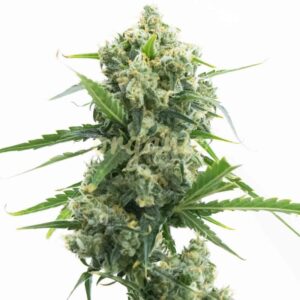 Banana Kush Autoflower marijuana seeds