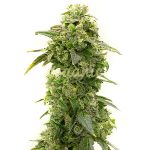 Banana Kush feminized marijuana seeds