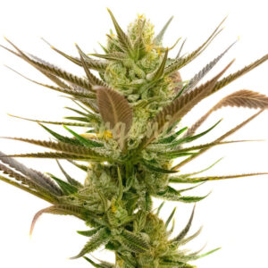 Banana Punch feminized marijuana seeds