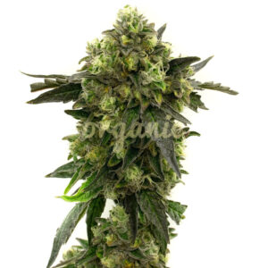 Big Blue Auto marijuana seeds