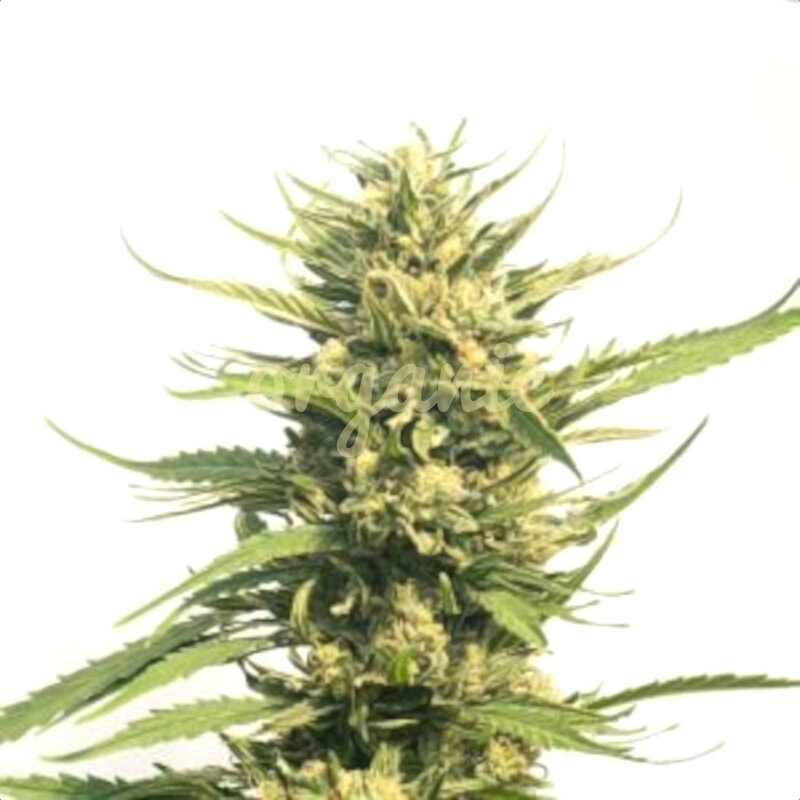 Big Bud Autoflower marijuana seeds