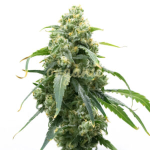 Big Bud Fast Version marijuana seeds