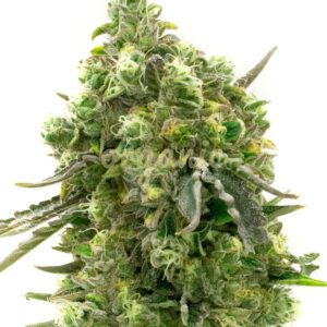 Big Bud feminized marijuana seeds