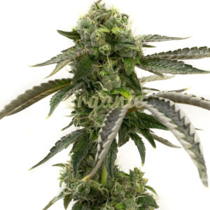 Big Devil Autoflower marijuana seeds