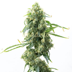 Big Mango feminized marijuana seeds