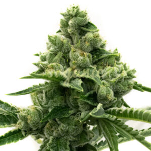 Big Sticky feminized marijuana seeds