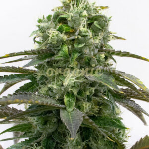 Black Demon OG feminized marijuana seeds