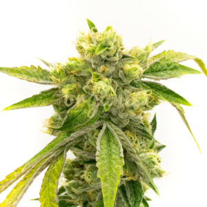 Black Domina Fast Version marijuana seeds