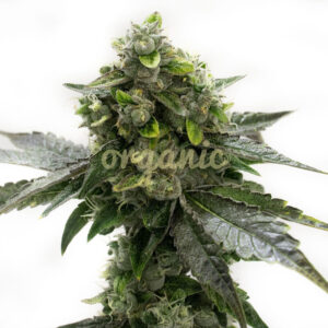 Black Domina feminized marijuana seeds