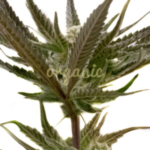 Black Hulk feminized marijuana seeds