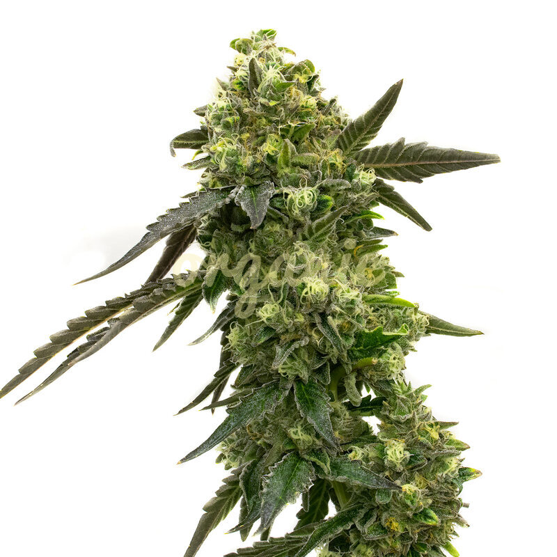 Black Jack Autoflower marijuana seeds