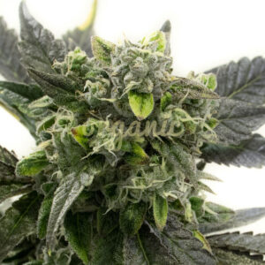 Black Water Purple OG Cheese marijuana seeds