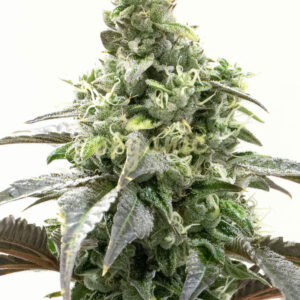 Black Widow feminized marijuana seeds