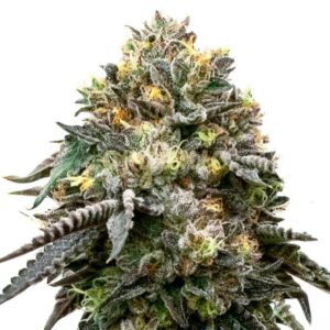 Blackberry Autoflower marijuana seeds