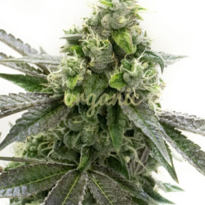 Blackberry Kush feminized marijuana seeds