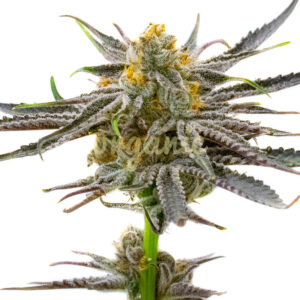 Blood Diamond OG feminized marijuana seeds