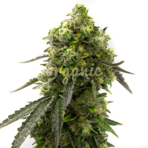 Blue Amnesia Autoflower marijuana seeds