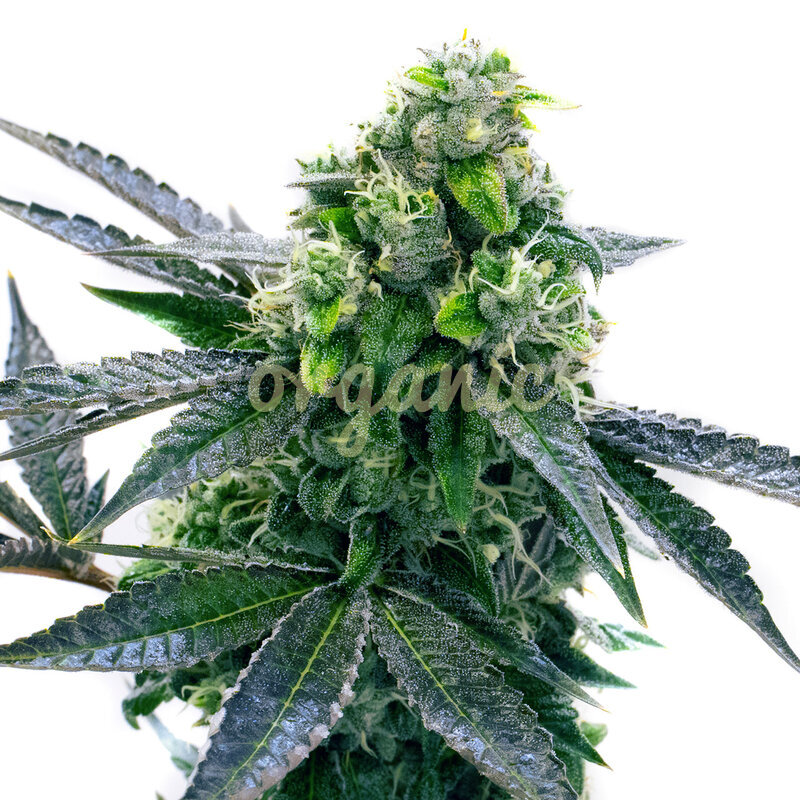 Blue Cheese Autoflower marijuana seeds