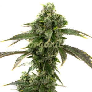 Blue Cheese feminized marijuana seeds