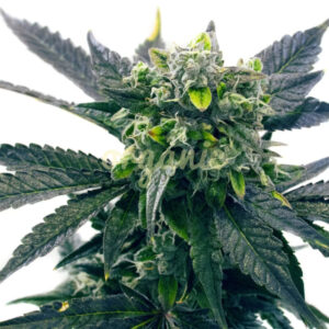 Blue Cookies feminized marijuana seeds