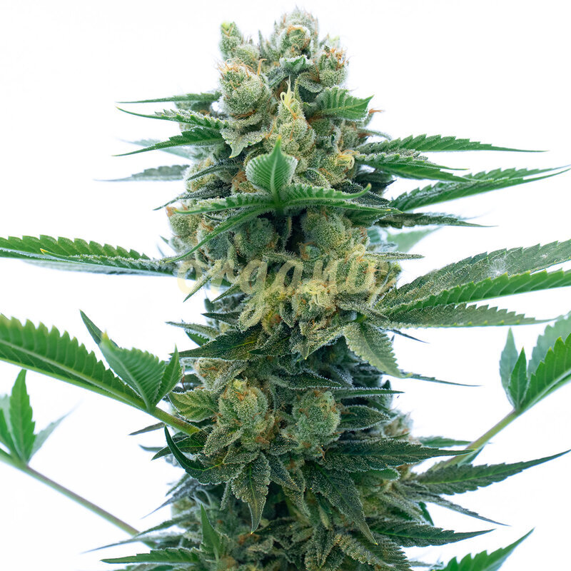Blue Dream Autoflower marijuana seeds
