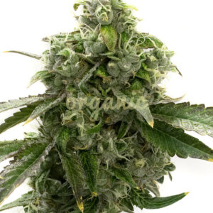 Blue Dream feminized marijuana seeds