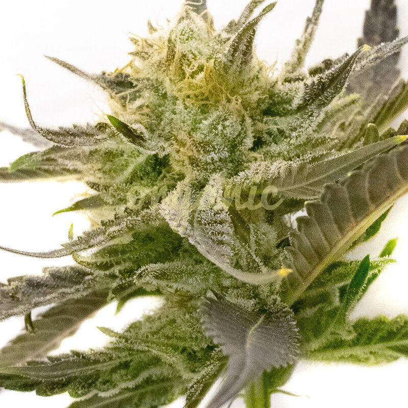 Blue Fruit Autoflower marijuana seeds