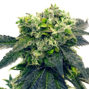 Blue Haze feminized marijuana seeds